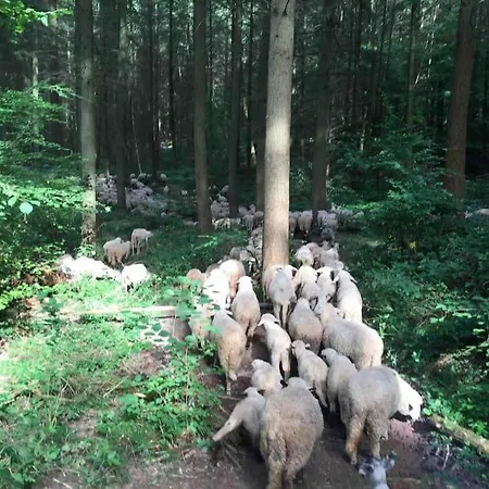 Wohnen Direkt Am Moselstrand Bernkastel-Kues