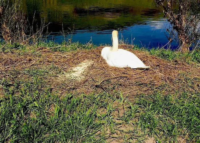 דירה Wohnen Direkt Am Moselstrand ברנקסטל - קיס