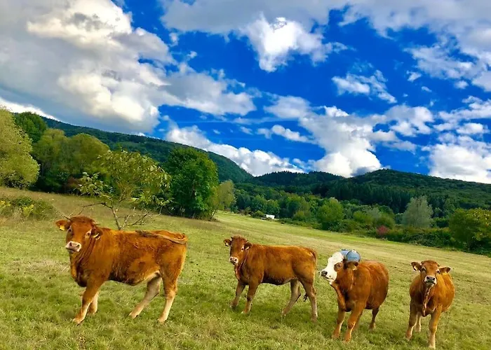 Wohnen Direkt Am Moselstrand דירה ברנקסטל - קיס